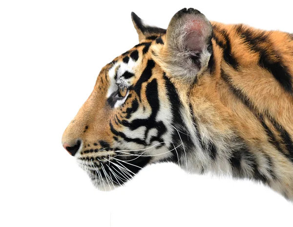 Bengal tiger ansikte isolerade — Stockfoto