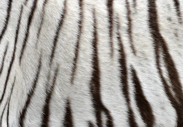 Beyaz bengal kaplanı kürk