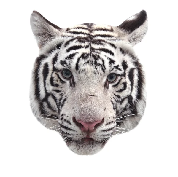 Vitt bengal tiger ansikte isolerade — Stockfoto