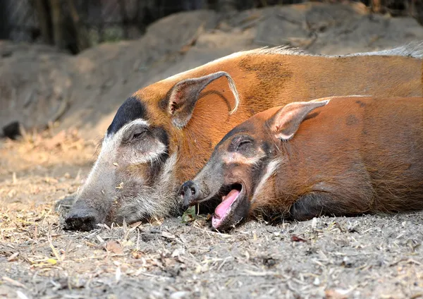 Porcs de la rivière Rouge — Photo