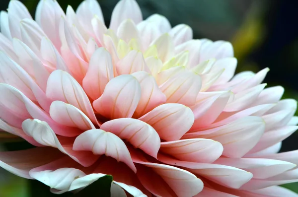 Fiore di Dahlia — Foto Stock