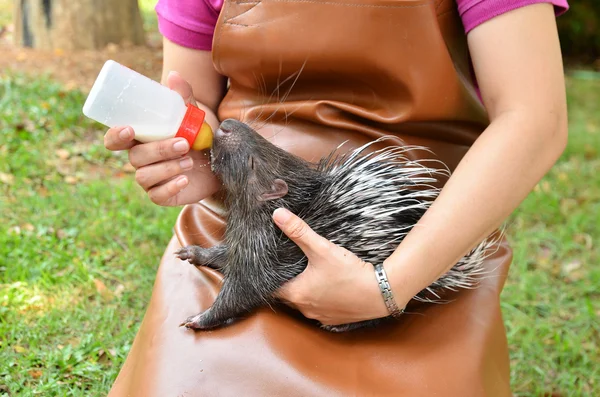 Zookeeper feeding baby porcupine — Stock Photo, Image