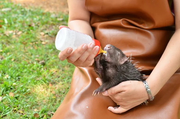 Tierpfleger füttert Baby-Stachelschwein — Stockfoto
