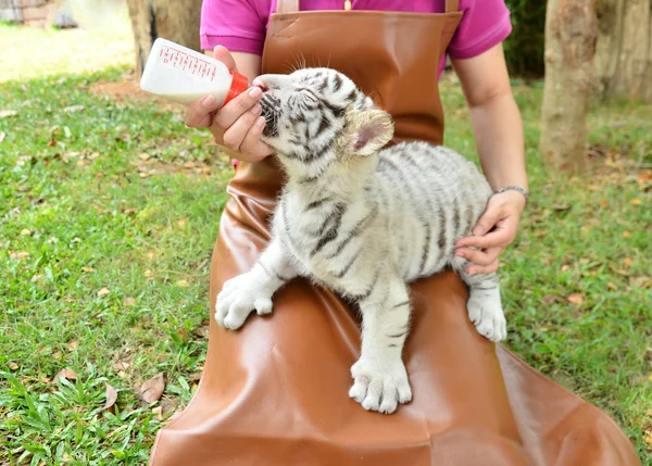 Zookeeper alimentação bebê tigre branco — Fotografia de Stock