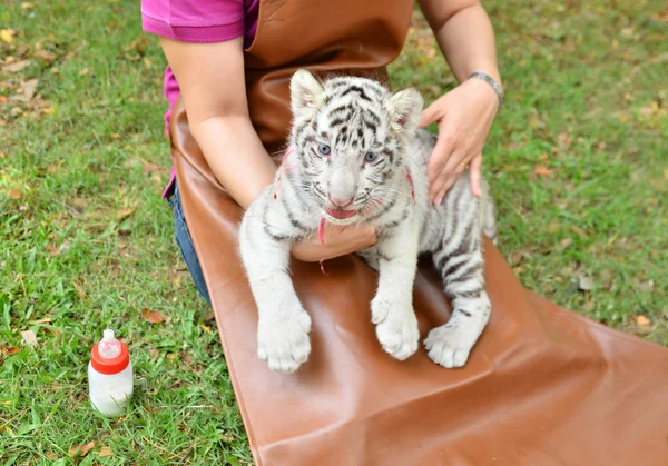 Zookeeper karmienia dziecka biały tygrys — Zdjęcie stockowe