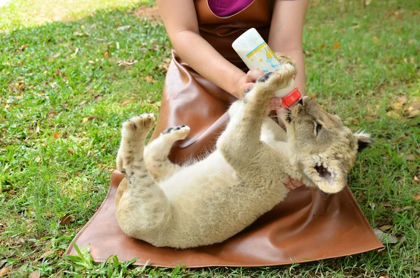 Zookeeper alimentação bebê leão — Fotografia de Stock