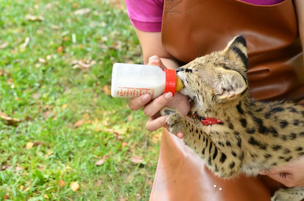 Tierpfleger füttert Serval-Baby — Stockfoto