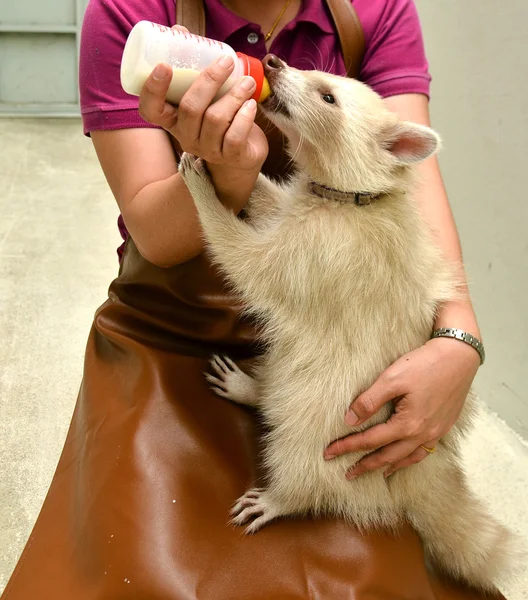 Gardien de zoo nourrissant bébé raton laveur albinos — Photo