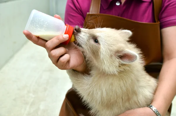 アルビノ ベビーラクーン給餌飼育係 — ストック写真