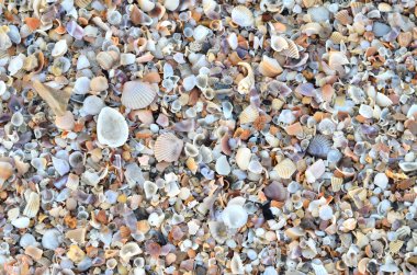 kırık deniz kabuklarını çeşitli