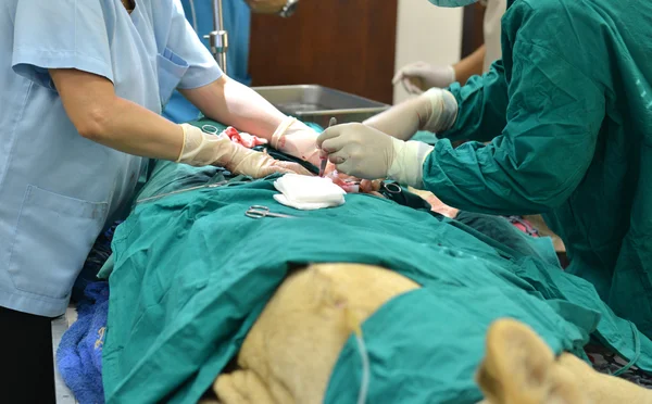 Veterinário realizando uma operação em um leão — Fotografia de Stock