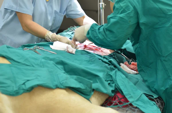 Veterinário realizando uma operação em um leão — Fotografia de Stock