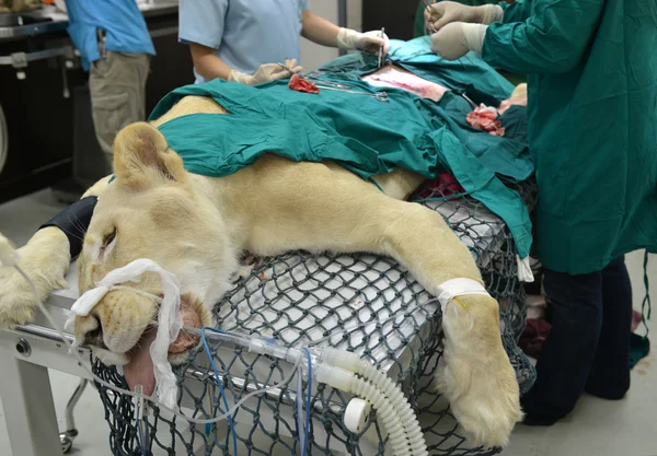 Veterinario realizando una operación a un león — Foto de Stock