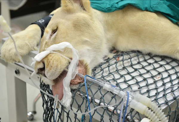 Vétérinaire effectuant une opération sur un lion — Photo
