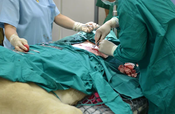 Veterinário realizando uma operação em um leão — Fotografia de Stock