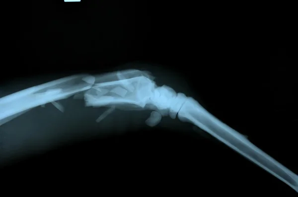 X ray foto van wilde dieren — Stockfoto