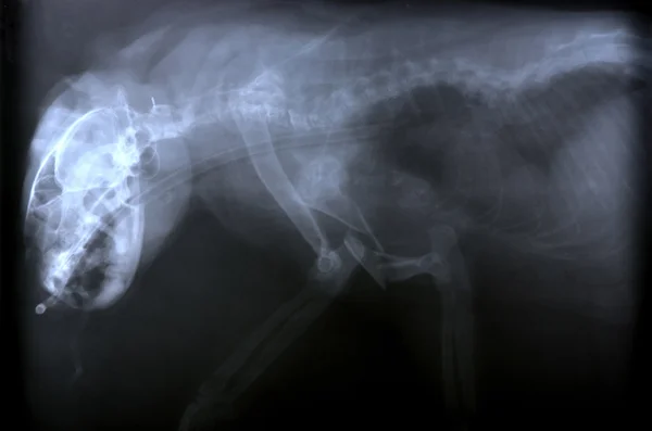 X ray picture of wild animal — Stock Photo, Image