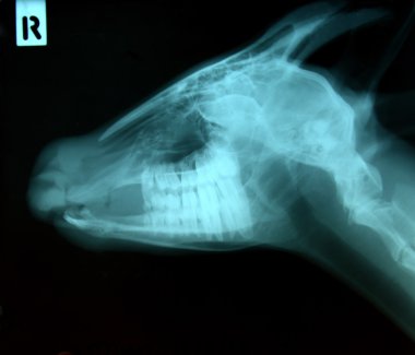 x ray picture of wild animal clipart