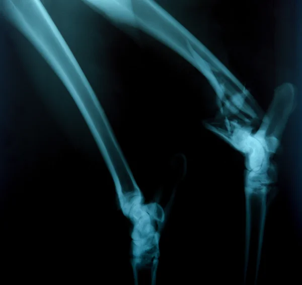 X ray foto van wilde dieren — Stockfoto