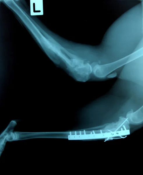 X ışını resim vahşi hayvan — Stok fotoğraf