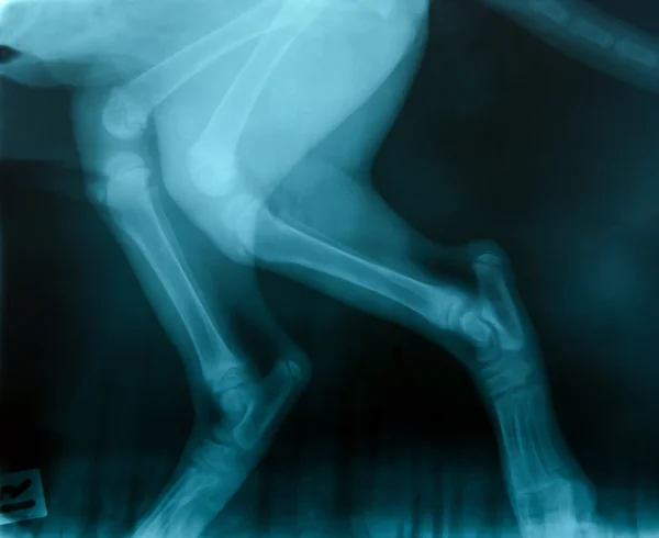 X ray εικόνα του άγριο ζώο — Φωτογραφία Αρχείου