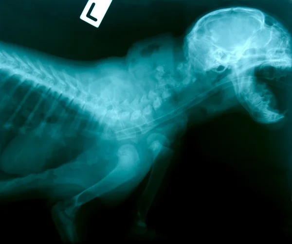 X ray foto van wilde dieren — Stockfoto