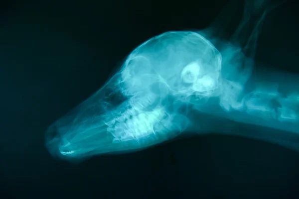 X ray picture of wild animal — Stock Photo, Image