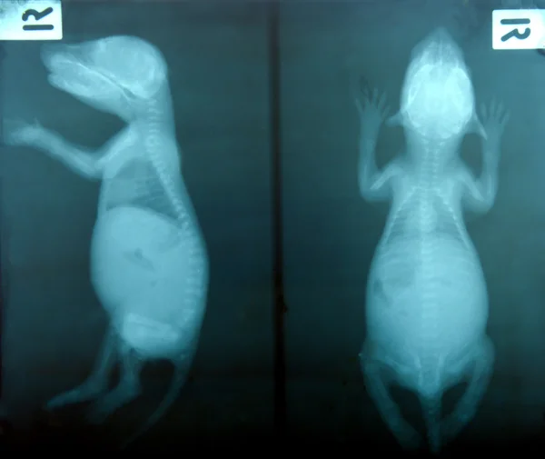 Рентгеновское изображение дикого животного — стоковое фото