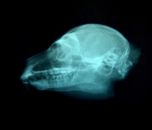 Рентгеновское изображение дикого животного — стоковое фото