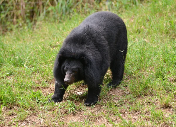 Asiatic black bear — Stock Photo, Image