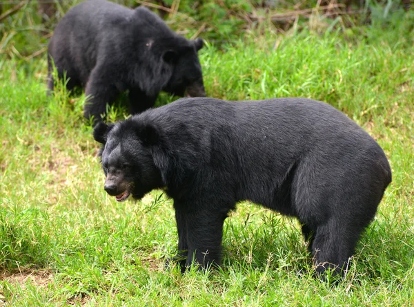 Oso negro asiático — Foto de Stock