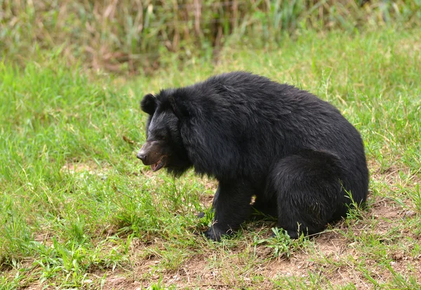 Asiatic black bear — Stock Photo, Image