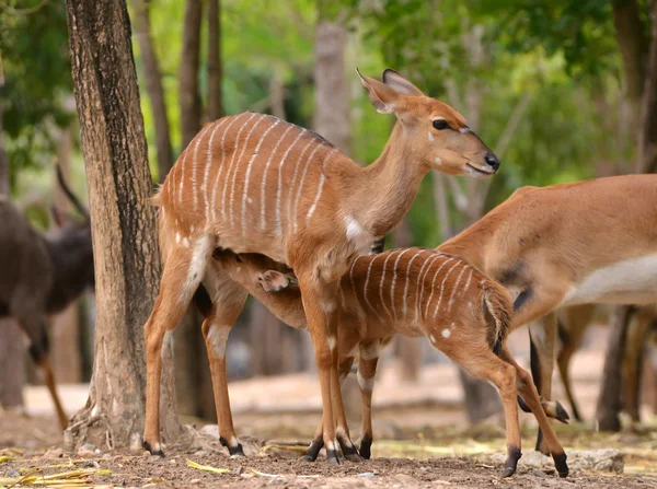 Nyala femelle avec leurs jeunes — Photo