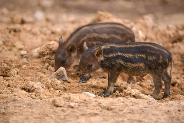 Cinghiale bambino — Foto Stock