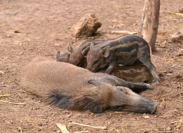 Yaban domuzu kendi bebek beslenme — Stok fotoğraf