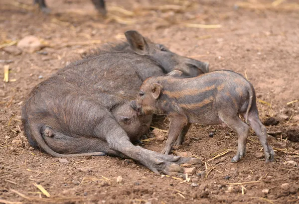 Cinghiale che alimenta il loro bambino — Foto Stock