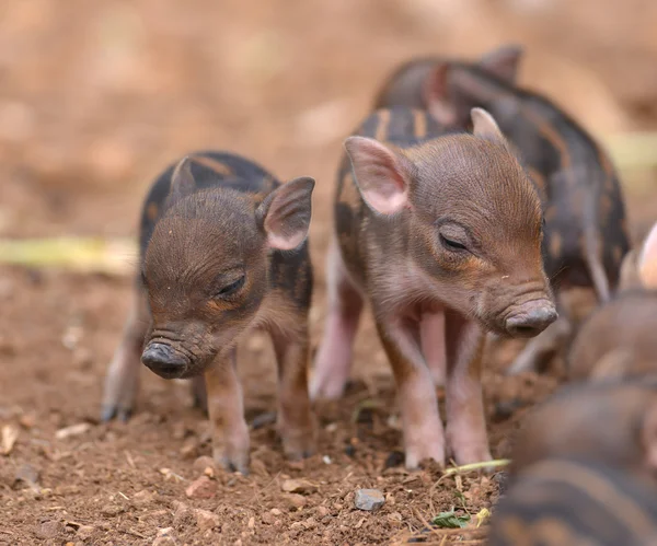 Baby wild boar — Stock Photo, Image