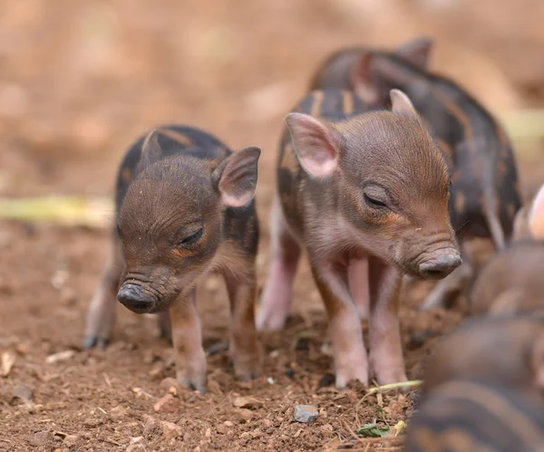 Cinghiale bambino — Foto Stock