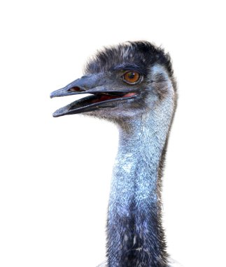 emu kafa izole