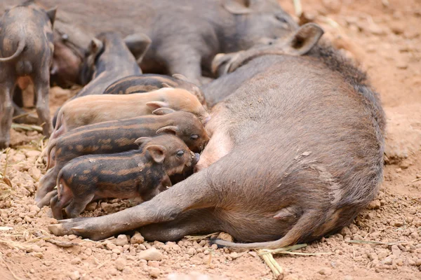 Wild boar feeding their baby — Stock Photo, Image
