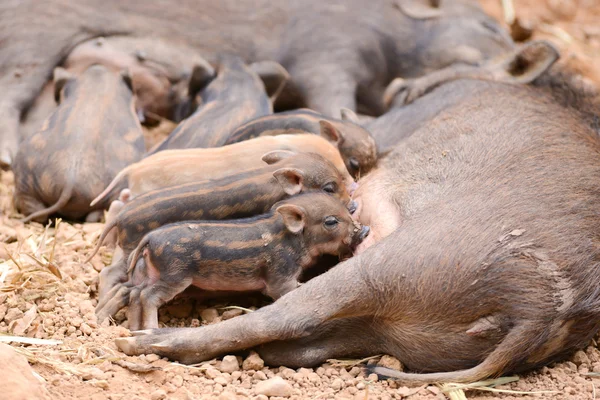 Sanglier nourrir leur bébé — Photo