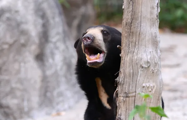 Maleise sunbear — Stockfoto