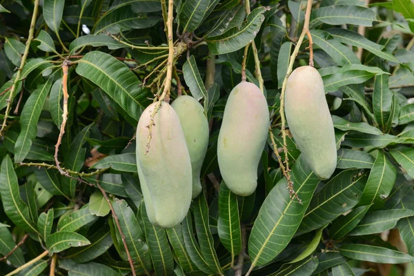 Świeże mango na drzewo — Zdjęcie stockowe