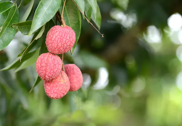 Fresh lichi on tree — Stock Photo, Image