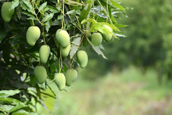 Świeże mango na drzewo — Zdjęcie stockowe