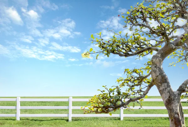 Белый забор на зеленой траве с голубым небом — стоковое фото