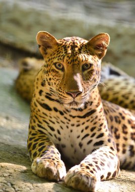 leopar 