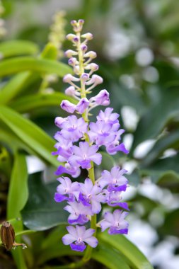 Rhynchostylis coelestis