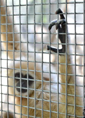 Gibbon kafes içinde
