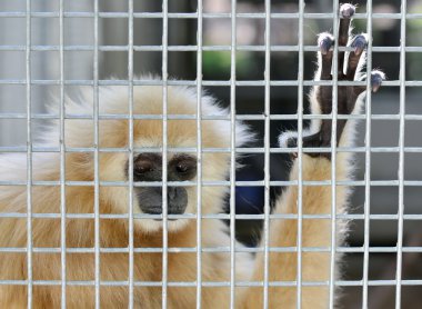 Gibbon kafes içinde